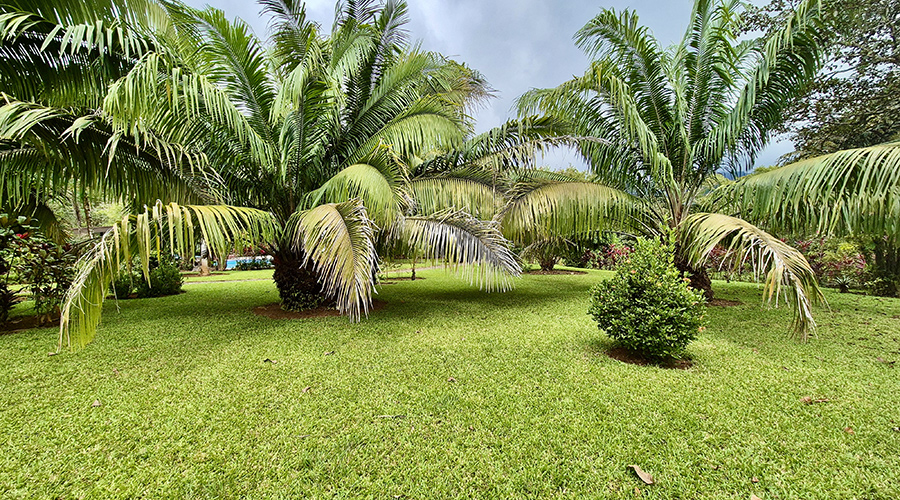 Costa Rica - Ojochal - Hotl La Calle - Extrieur - Jardin - Vue 2