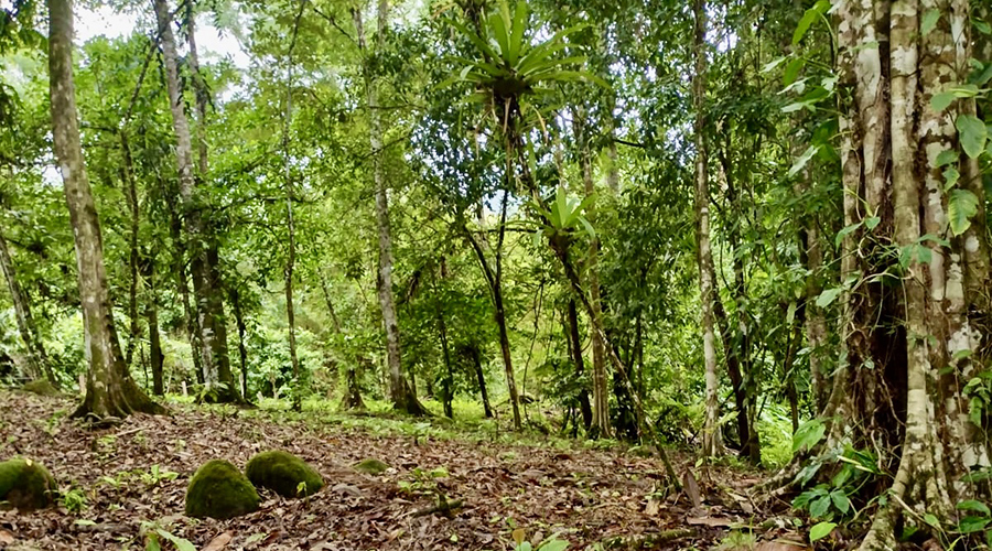Costa Rica - Puntarenas - Portalon - Finquita Portalon - Bosquet - Vue 1