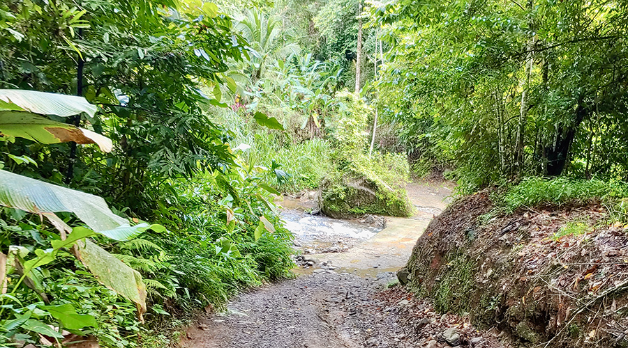 Costa Rica - Puntarenas - Portalon - Finquita Portalon - Sentier - Vue 1