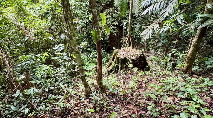 Costa Rica - San Vito de Coto Brus - Finca Santa Cecilia - Vue 2