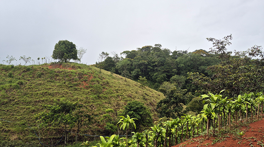 Costa Rica - San Vito de Coto Brus - Finca Santa Cecilia - Vue 7