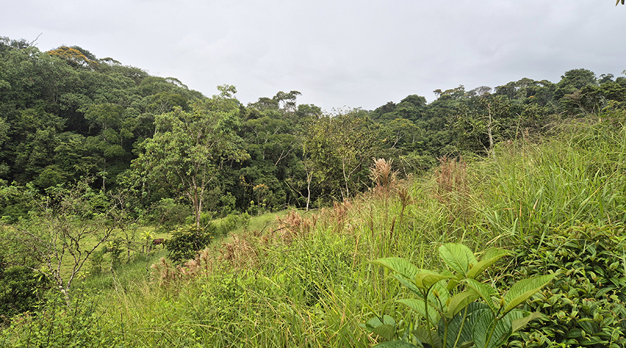 Costa Rica - San Vito de Coto Brus - Finca Santa Cecilia - Vue 10