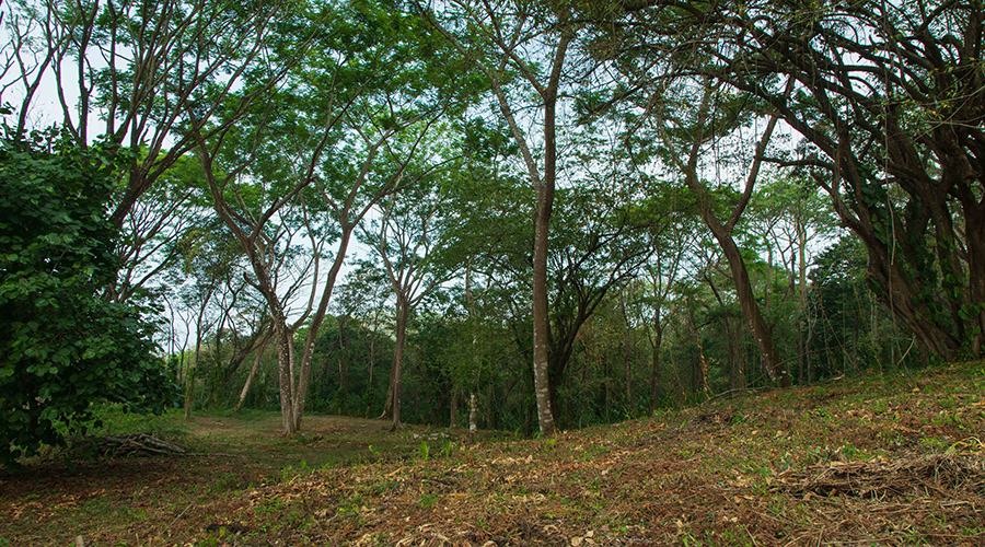 Costa Rica - Puntarenas - Santa Teresa - Hacienda Okhra - Terrain Vue Oc�an - Vue 10