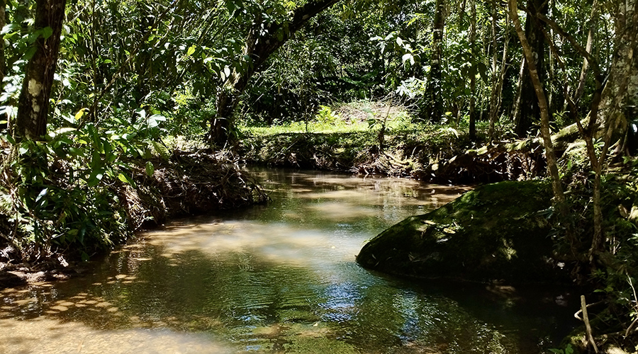 Costa Rica - Osa - Perez Zeledon - Finca del Cielo - Rivire - vue 1