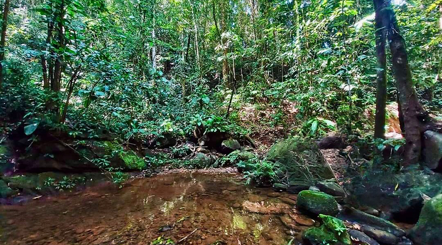 Costa Rica - Osa - Perez Zeledon - Finca del Cielo - Rivire - vue 3