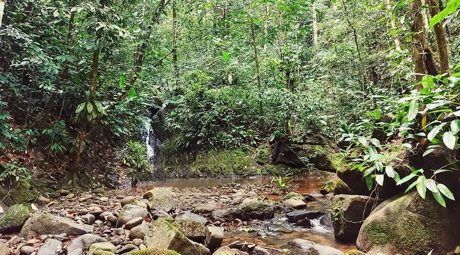 Costa Rica - Osa - Perez Zeledon - Finca del Cielo - Rivire - vue 4