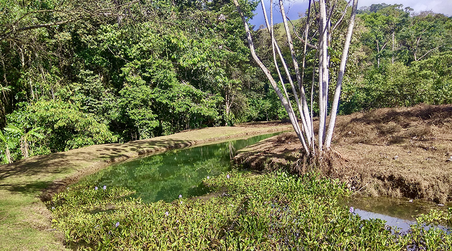 Costa Rica - Osa - Perez Zeledon - Finca del Cielo - Rivire - vue 6