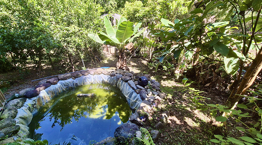 Costa Rica - San Isidro De El General - Casa Quebradas - Extrieur - Bassin Tilapias - Vue 1