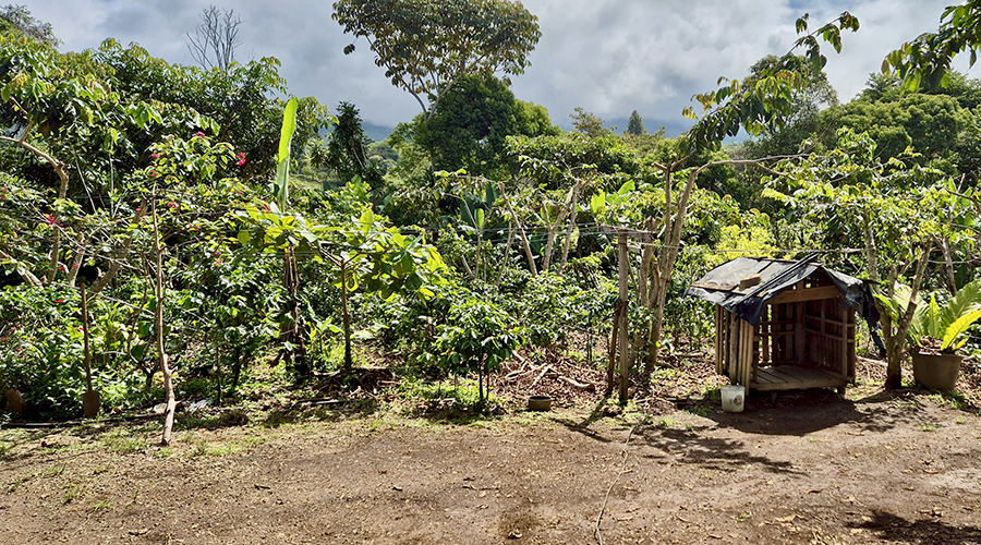 Costa Rica, San Isidro, San Pedro - Finca Porras - Proprit - vue 2