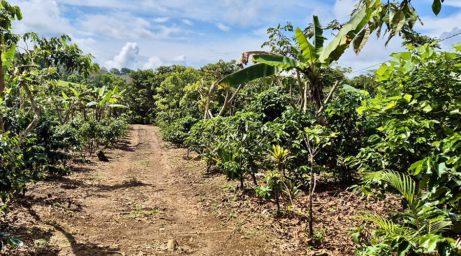 Costa Rica, San Isidro, San Pedro - Finca Porras - Proprit - vue 3