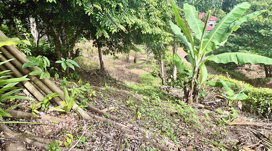 Costa Rica - San Jos - La Palma - Casa Rustica - Maison - Extrieur - Terrain Arrire - Vue 1