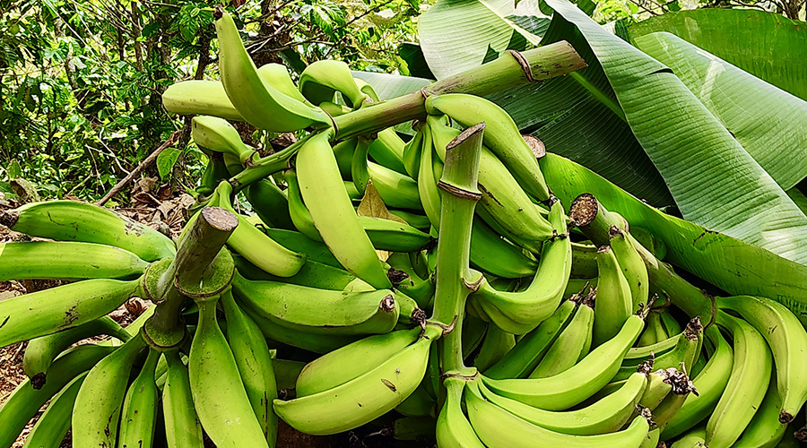Costa Rica - San Jos� - Miravalles - Ferme de Caf� Organique - Bananiers - Vue 2