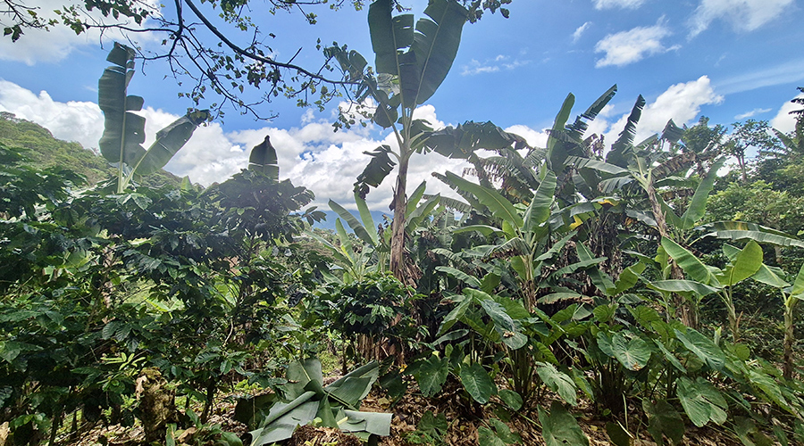Costa Rica - San Jos� - Miravalles - Ferme de Caf� Organique - Bananiers - Vue 1
