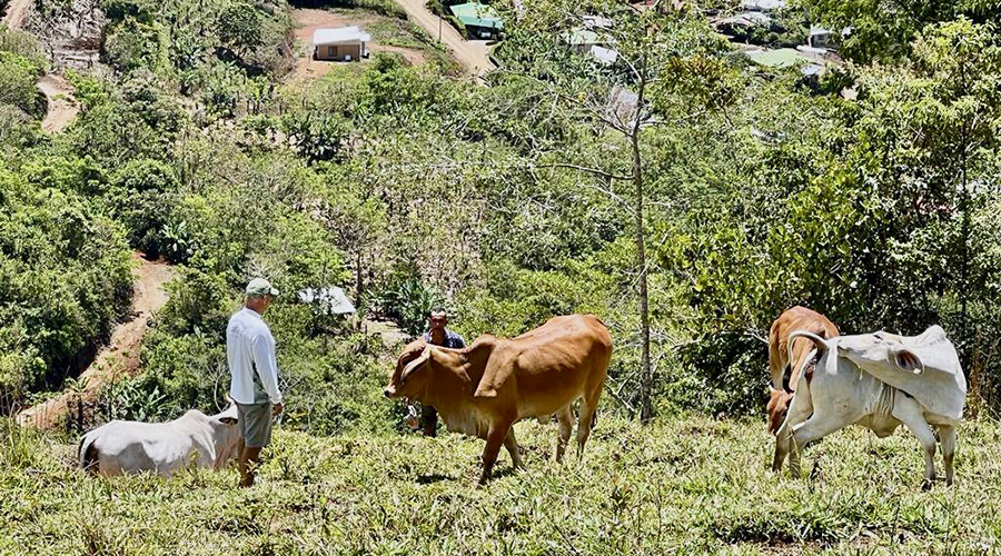 Costa Rica - San Jos� - Miravalles - Ferme de Caf� Organique - B�tail - Vue 1