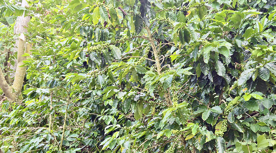 Costa Rica - San Jos� - Miravalles - Ferme de Caf� Organique - Caf� - Vue 2
