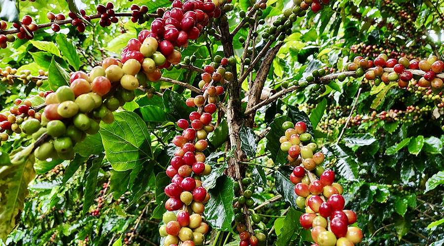 Costa Rica - San Jos� - Miravalles - Ferme de Caf� Organique - Caf� - Vue 3