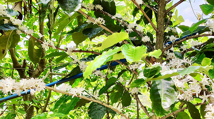 Costa Rica - San Jos� - Miravalles - Ferme de Caf� Organique - Caf� - Vue 1