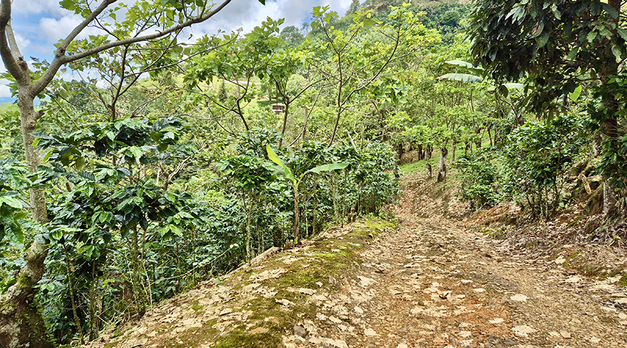 Costa Rica - San Jos� - Miravalles - Ferme de Caf� Organique - Sentier - Vue 2