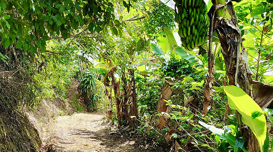 Costa Rica - San Jos� - Miravalles - Ferme de Caf� Organique - Sentier - Vue 1