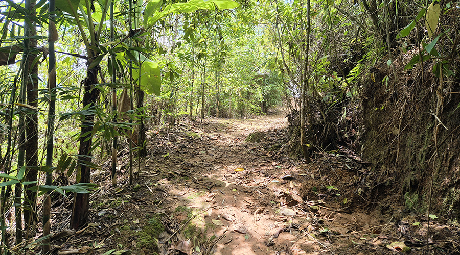 Costa Rica - San Jos� - Miravalles - Finquita Verde - Ext�rieur - Sentier - Vue 2