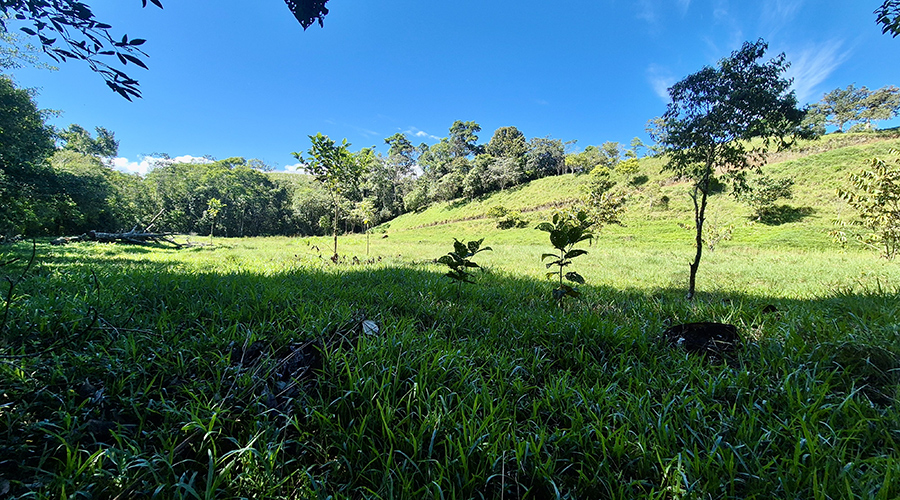 Costa Rica - San Jos? - Paraiso - Finquita Paraiso - Terrain - Vue 9