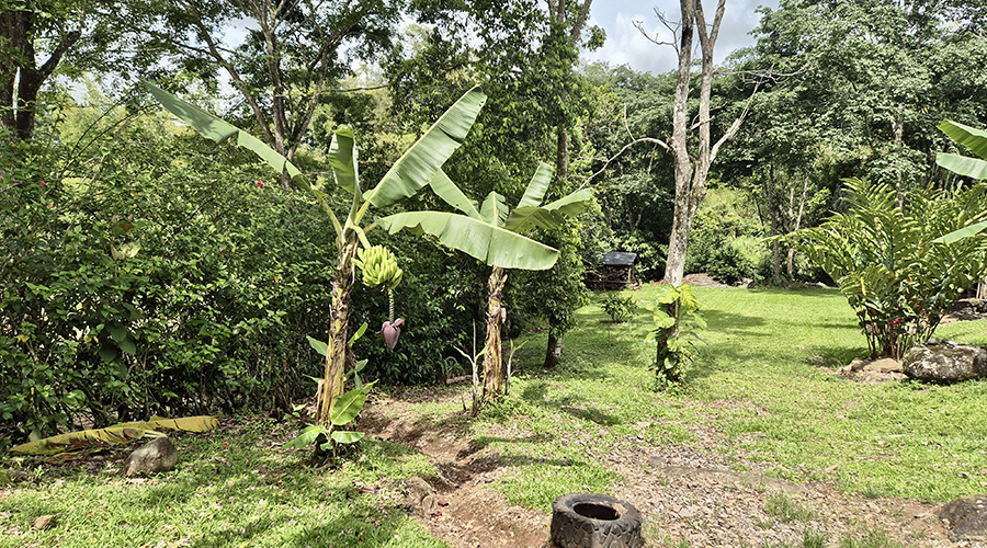 Costa Rica - San Jos - Pedregosito - Casa Pedregosito - Extrieur - Jardin - Vue 2