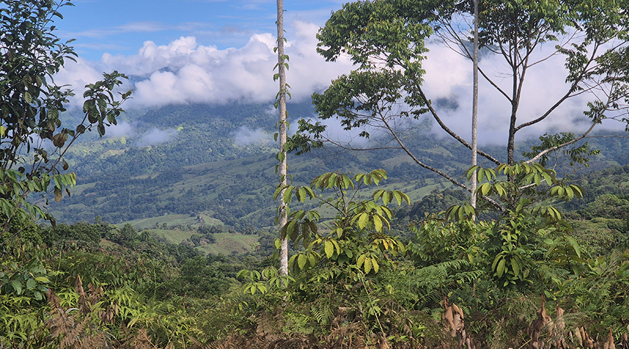 Costa Rica - Platanillo - Terrain Organique - Vue Montagne - Vue 5