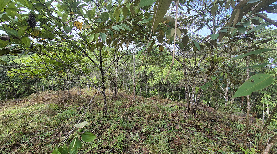 Costa Rica - Platanillo - Terrain Organique - Proprit - Vue 1