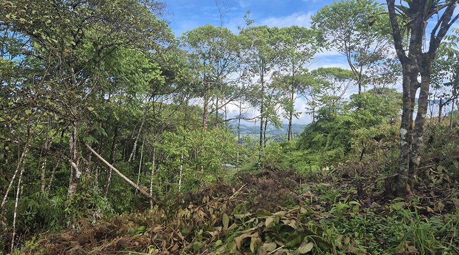 Costa Rica - Platanillo - Terrain Organique - Proprit - Vue 4