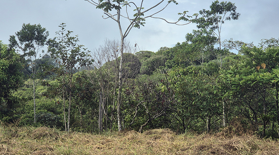 Costa Rica - Platanillo - Terrain Organique - Proprit - Vue 5