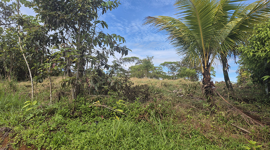 Costa Rica - Platanillo - Terrain Organique - Proprit - Vue 6