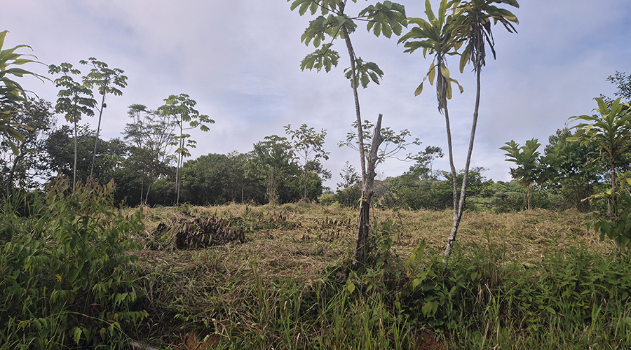 Costa Rica - Platanillo - Terrain Organique - Proprit - Vue 7