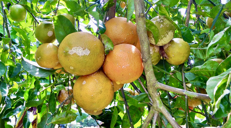 Costa Rica, Pacifique Sud - San Isidro de El General - Casa Las Brisas - Jardin - vue 4