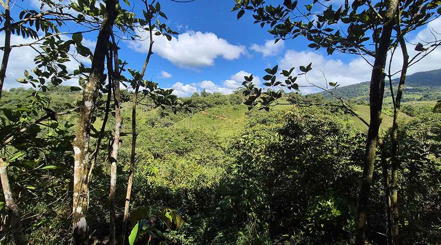 Costa Rica - San Jos? - Santa Marta - Finquita Santa Marta - Terrain - Panorama - Vue 1