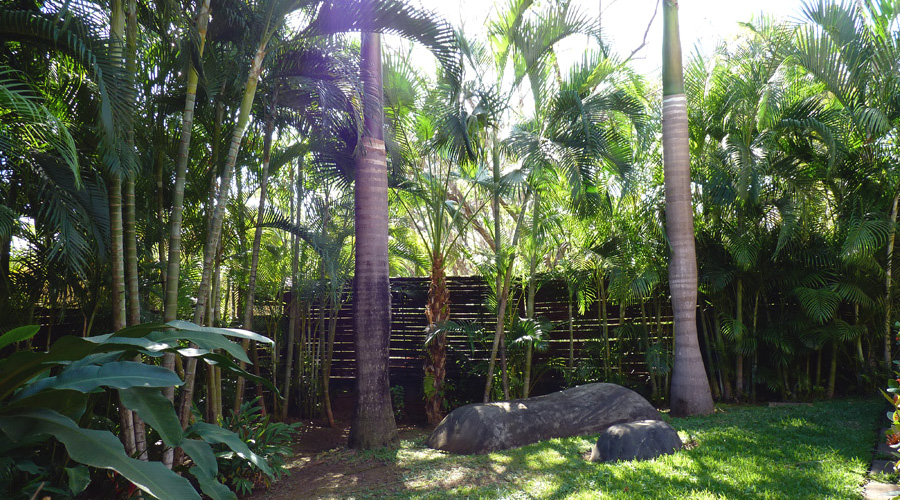 2 palmiers royaux dans le jardin tropical
