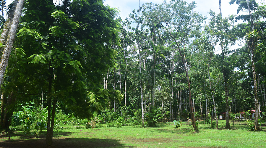 Maison neuve 4 chambres et 2 salles de bains à Cahuita - Costa Rica - Le jardin