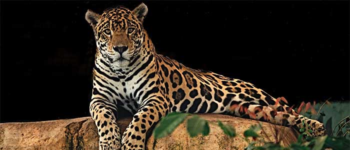 Jaguar du Costa Rica